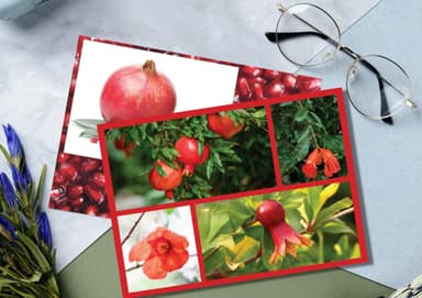 kit image collection