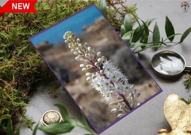 kit image collection